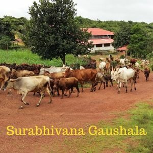 Surabhivana Gaushala